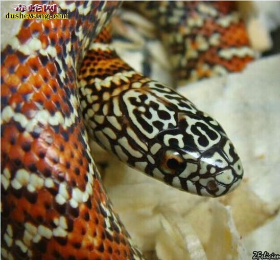 分享布鲁克王蛇几个漂亮的品种给大家