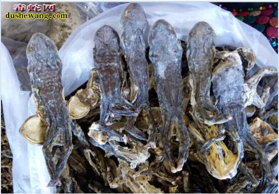 养殖蟾蜍销路怎么样?
