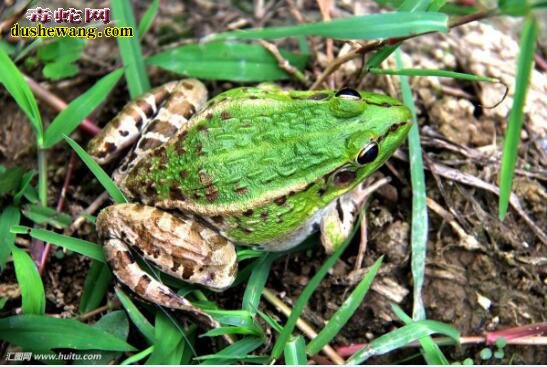 田鸡是青蛙吗?田鸡和青蛙有什么区别?