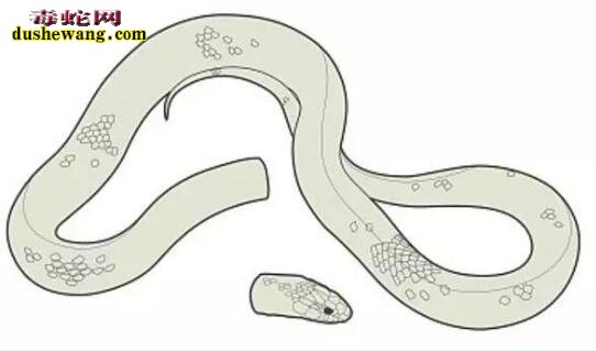 夏季毒蛇出没“谈蛇色变”蛇竟成了邪恶的化身！