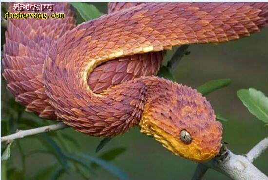 夏季毒蛇出没“谈蛇色变”蛇竟成了邪恶的化身！