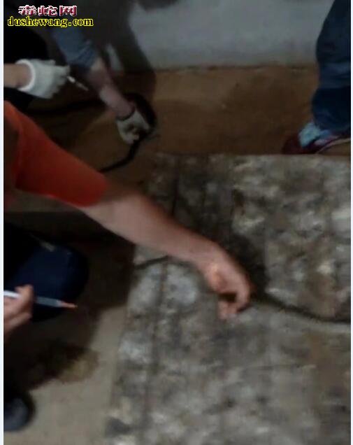 从蛇器官解剖分布图,来浅谈给蛇打针注射药物的部位科学选择!