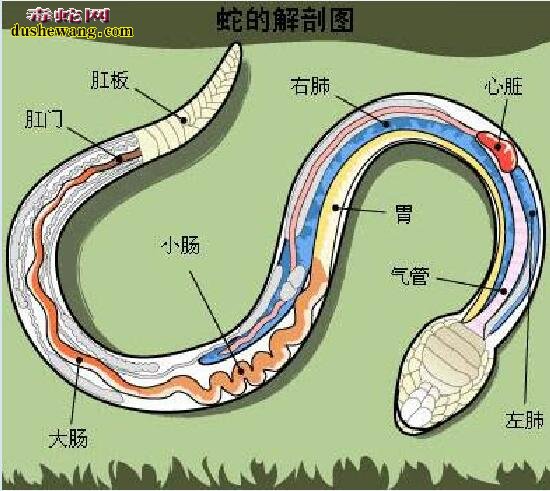 从蛇器官解剖分布图,来浅谈给蛇打针注射药物的部位科学选择!