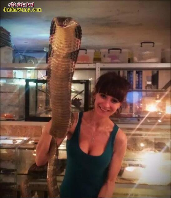 国外美女托起超大体眼镜王蛇!了解了眼镜王蛇后,你会怎么看她!