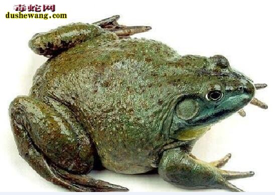 牛蛙田鸡：牛蛙和田鸡的区别有哪些？