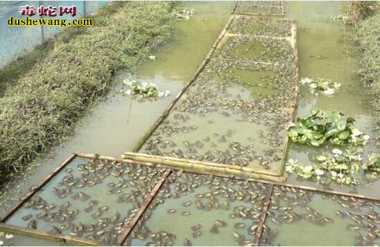 牛蛙的养殖方法及经济效益