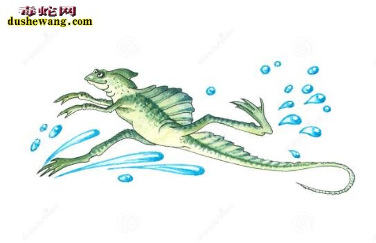 蛇怪蜥蜴的图片