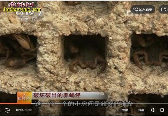 科技苑蝎子养殖技术视频