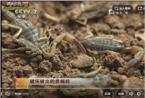 科技苑蝎子养殖技术视频
