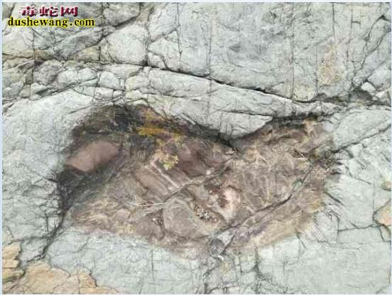 巨人族真的存在？南美一山谷发现史前巨人大脚印！