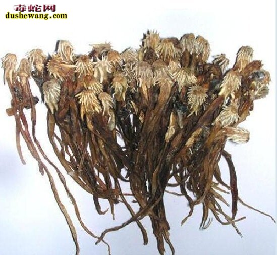 蛇鞭草是什么东西?蛇鞭草有什么功效?