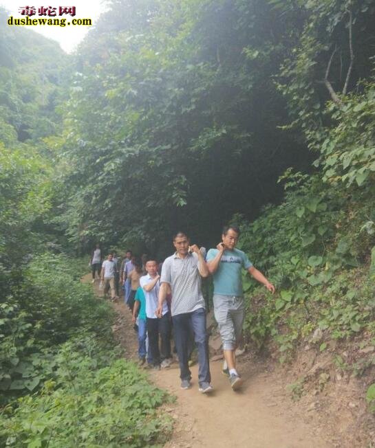 陕西群众被秦岭蝮蛇咬伤!道路塌陷众人合理抬到国道救援!