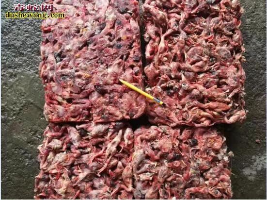 养蛇常识:人工养蛇需要注意哪些基本知识