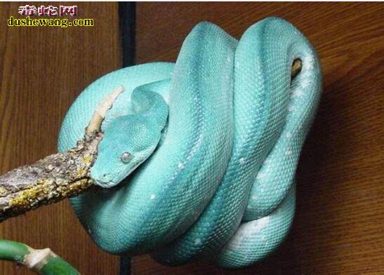 漂亮的蓝蛇图片欣赏