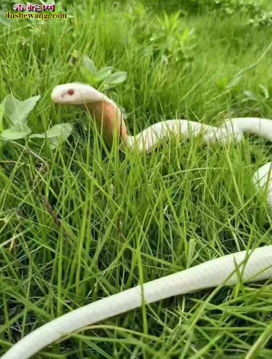 “白娘子”一组漂亮的白化眼镜蛇 宠物蛇友的挚爱！