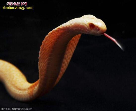 “白娘子”一组漂亮的白化眼镜蛇 宠物蛇友的挚爱！