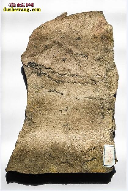三峡地区发现地球最古老动物足迹 来自于5.51亿年前的埃迪卡拉纪！