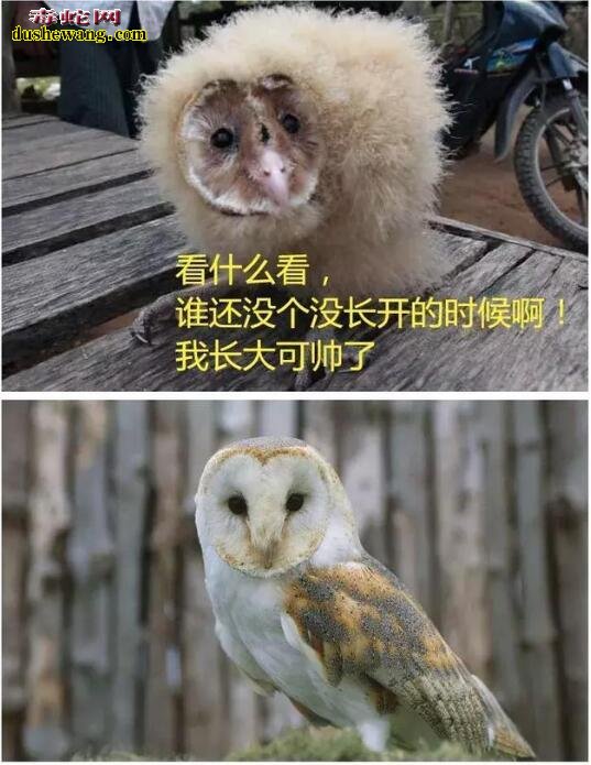 缅甸发现奇异的“猴脸”小鸟！原来是濒危鸟类谷仓猫头鹰！