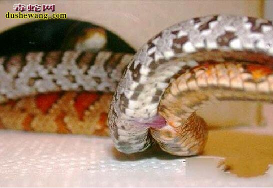 蛇生殖器图片