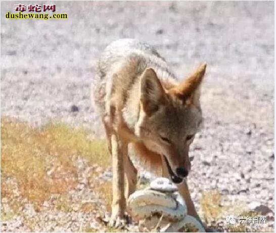 胡狼vs毒蛇：毒蛇虽然凶很，但胡狼猎蛇很绝招！