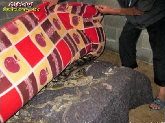 广西灵山县天强蛇类养殖场免费培训是真的吗？