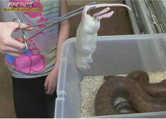 你怕蛇吗？10岁小女孩家养一堆蛇 每天给蛇喂老鼠吃！