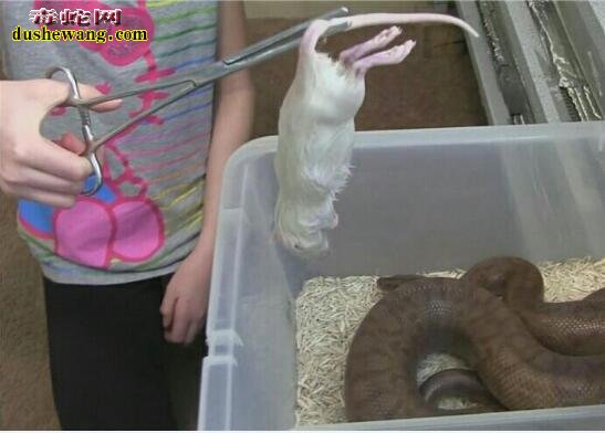你怕蛇吗?10岁小女孩家养一堆蛇 每天给蛇喂老鼠吃!