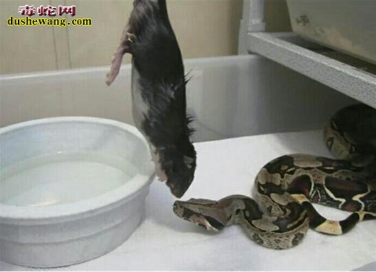 你怕蛇吗？10岁小女孩家养一堆蛇 每天给蛇喂老鼠吃！