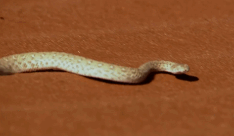 最致命的“伏击者”沙漠响尾蛇！潜伏沙中，蜥蜴路过瞬间捕捉！