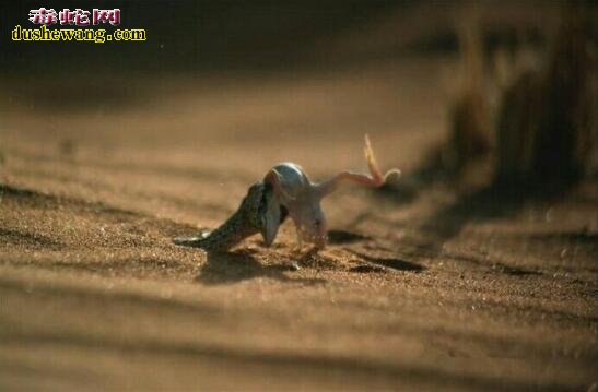 最致命的“伏击者”沙漠响尾蛇！潜伏沙中，蜥蜴路过瞬间捕捉！