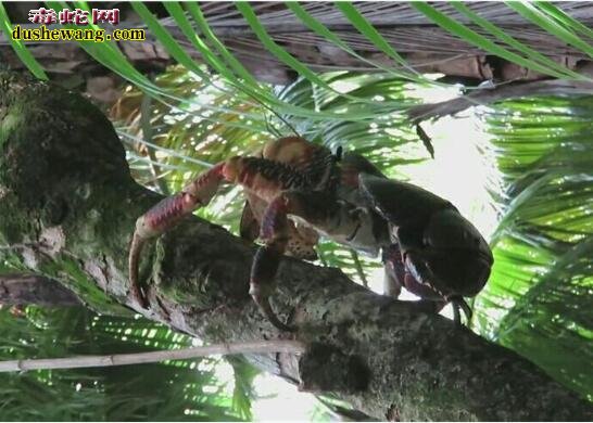 椰子蟹揭秘：生活在陆地，能爬树剥椰子、还能活抓水鸟！