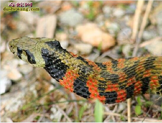 红脖子的蛇有哪些品种？