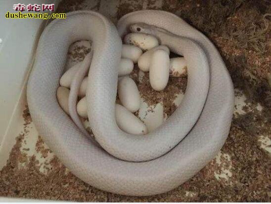 玉米蛇的繁殖相关知识