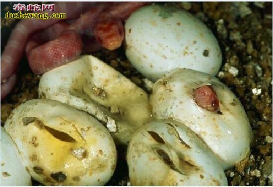 玉米蛇蛋的孵化知识