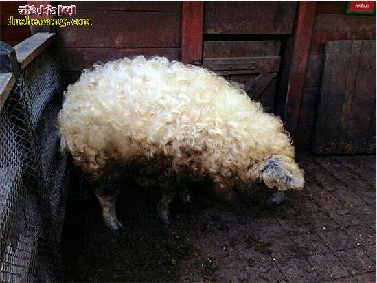 曼加利察猪：世界上唯一一种长着一身“绵羊毛”的猪！