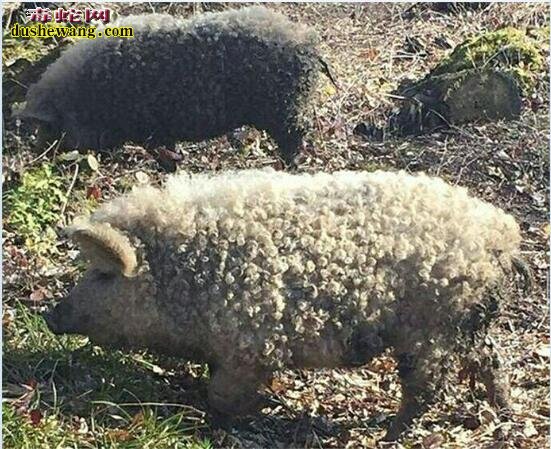 曼加利察猪：世界上唯一一种长着一身“绵羊毛”的猪！