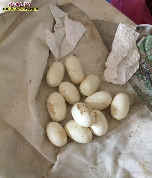 蛇蛋少量污染需要清洗干净吗?