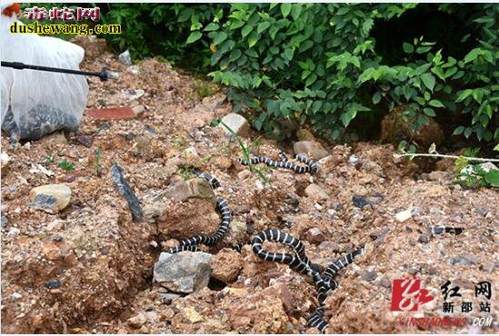新邵县端午期贩卖野生动物案 查获大批野生毒蛇和蛙类！
