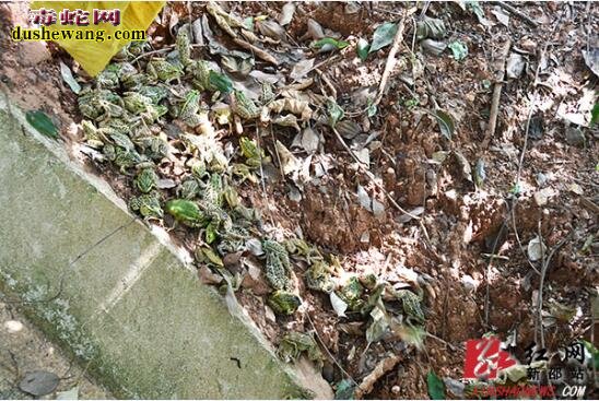 新邵县端午期贩卖野生动物案 查获大批野生毒蛇和蛙类!