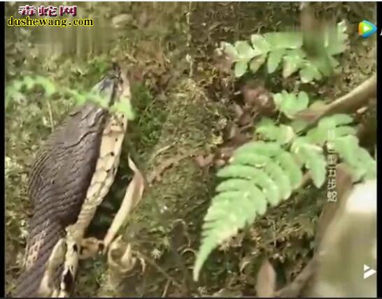 动物世界五步蛇-山涧发现巨型五步蛇