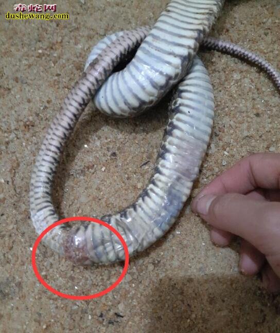 什么原因导致水律蛇尾巴后面溃烂？