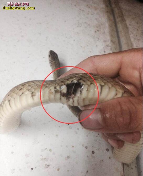 什么原因导致水律蛇尾巴后面溃烂?