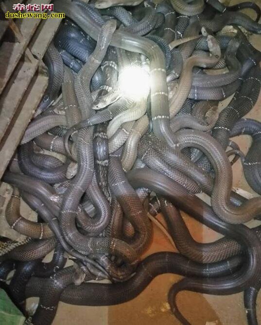 一条小眼镜蛇需要多少钱?