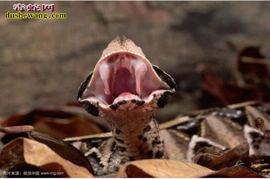 加蓬咝蝰：世界上毒牙最长的蛇，毒牙长度可达5厘米！
