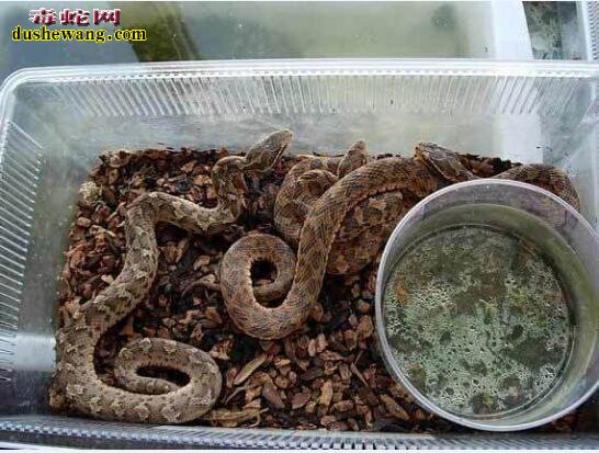 短尾蝮蛇要多久才能长到成体？