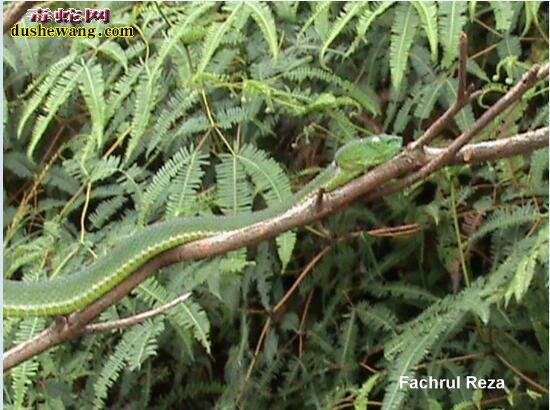 竹叶青蛇属的新分类系统 真正的竹叶青蛇品种大全