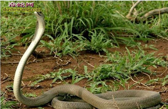 黑曼巴蛇是一种什么样的蛇？