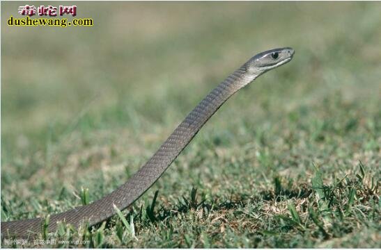 黑曼巴蛇是一种什么样的蛇？