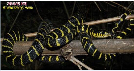 野外发现一环金色一环黑色的蛇是什么蛇？