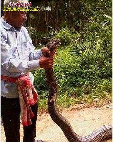 蛇精！泰国橡胶场主园中遭遇大腿粗的眼镜王蛇！ 众人合理制服！
